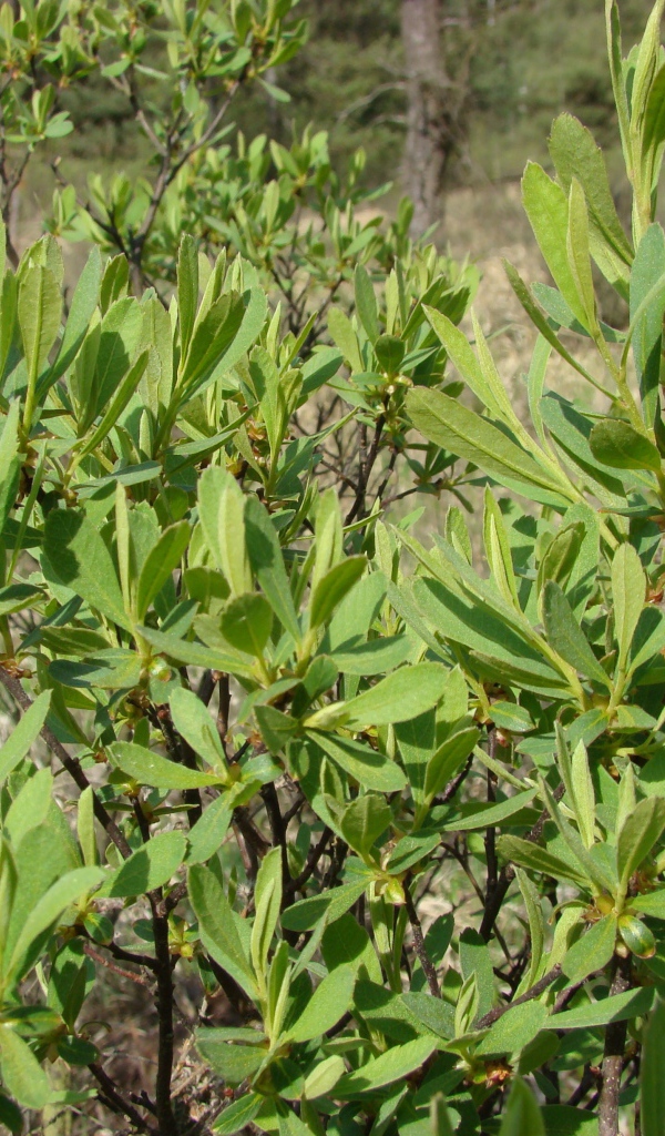 В саду растение восковник