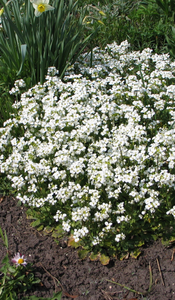 В саду растение резуха