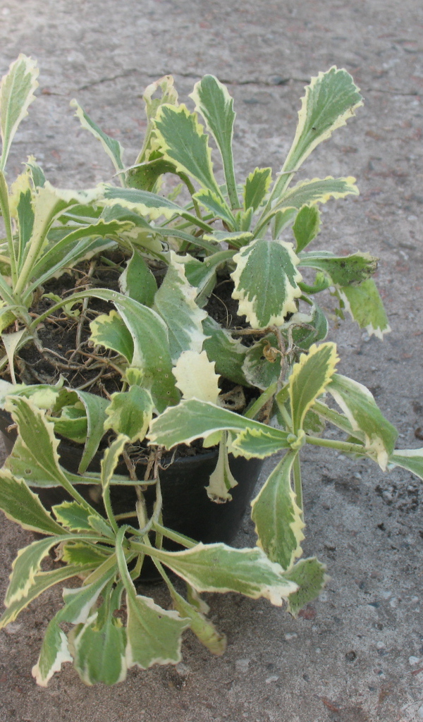 В огороде выросла резуха