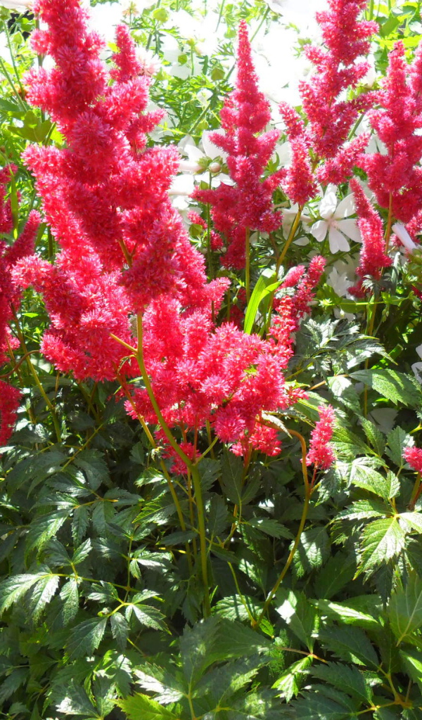 В саду красивые цветы астильба