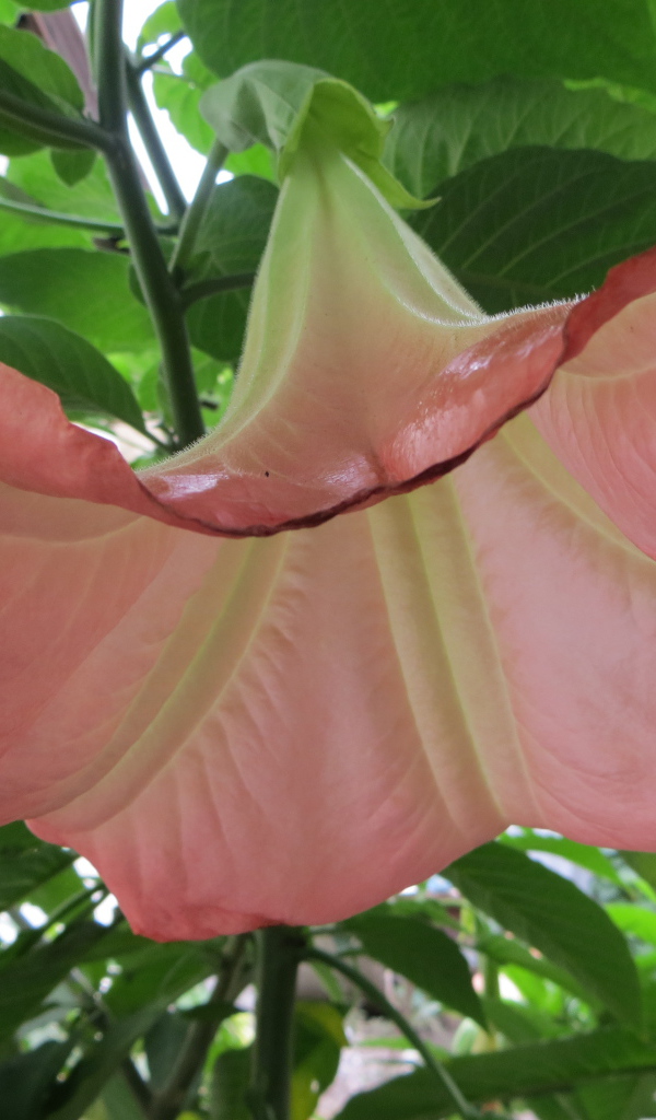 В саду красивые цветы бругмансия