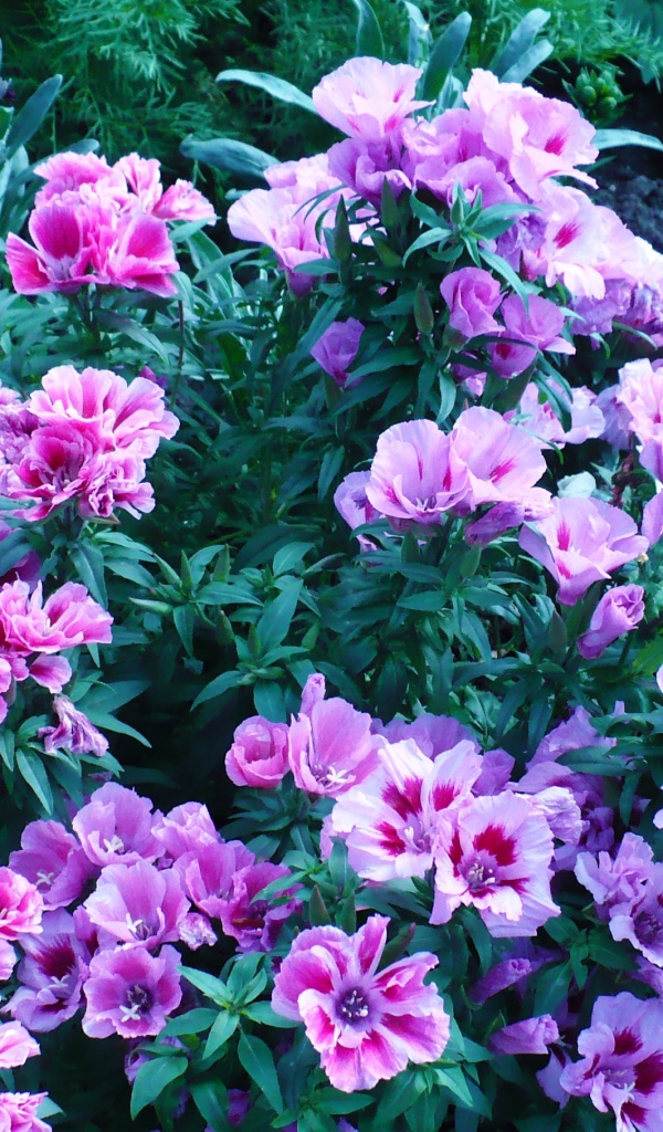 В саду красивые цветы кларкия (годеция) 