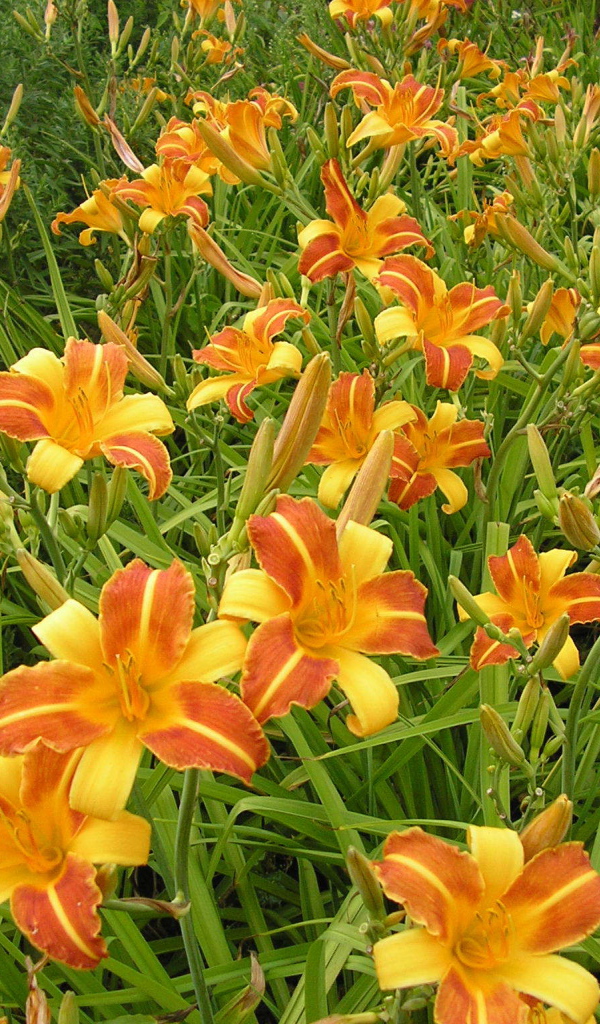 В саду красивые цветы лилейник