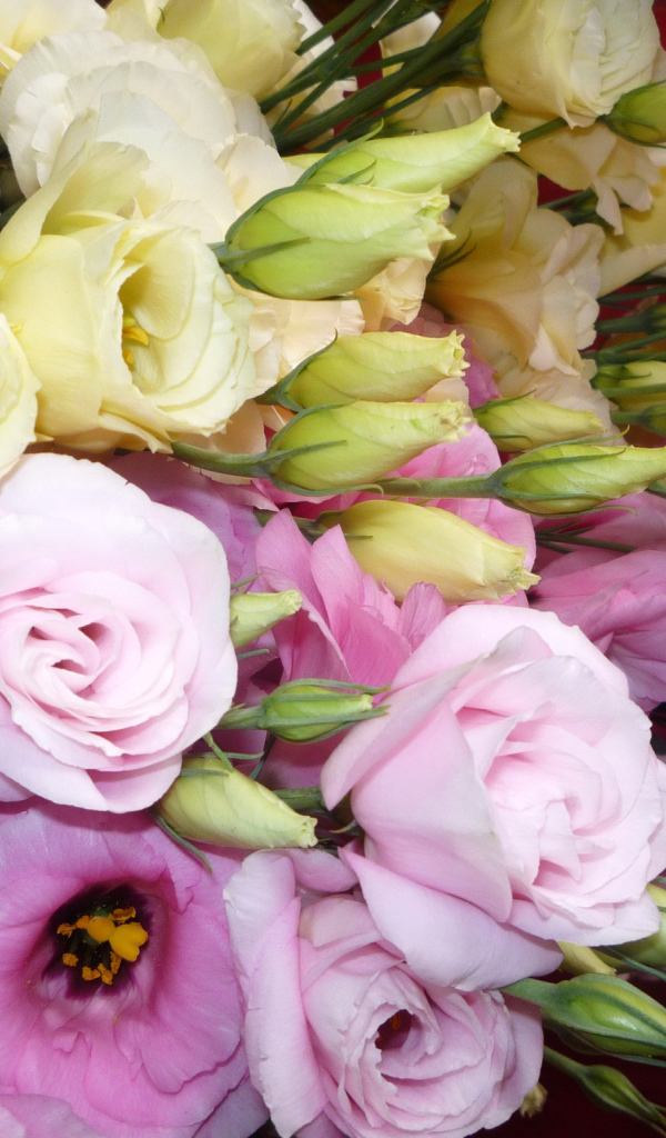 В саду красивые цветы эустома (ирландская роза) 