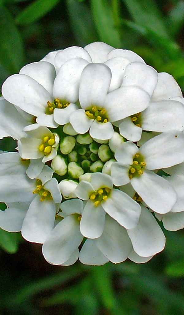 В саду красивые цветы иберис