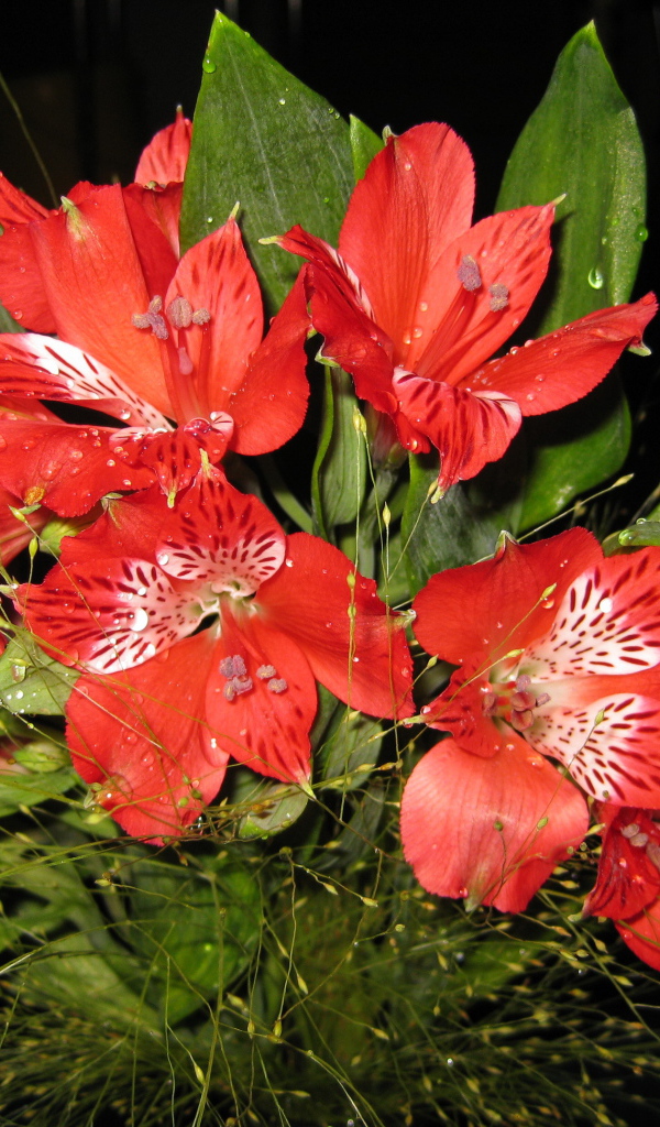 В саду красивые цветы альстремерия