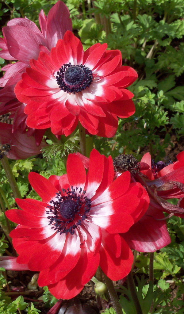 В саду красивые цветы анемона