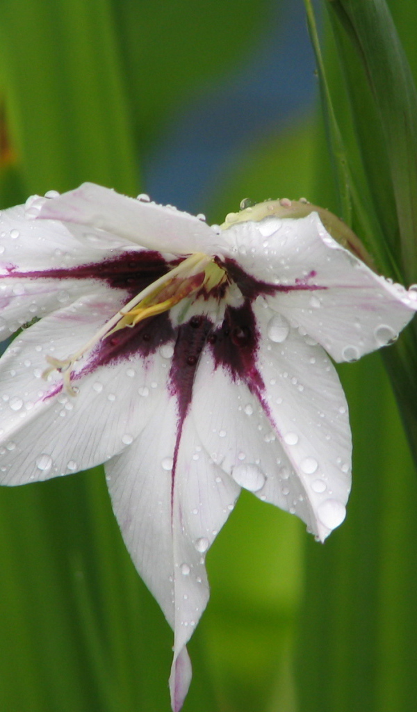 В саду красивые цветы ацидантера