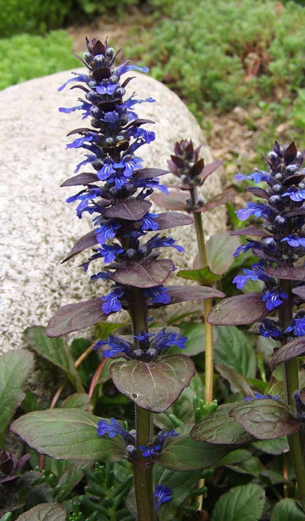 В саду красивые цветы аюга