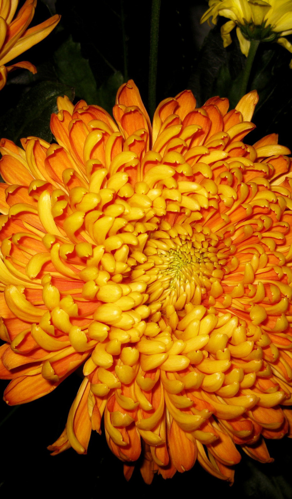 В саду красивые цветы хризантема