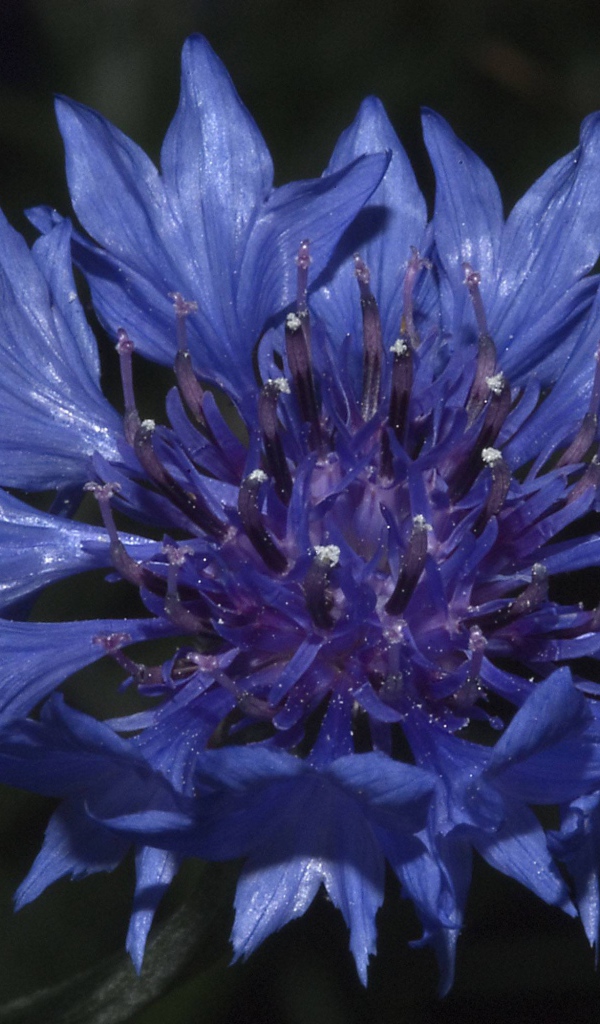 В саду красивые цветы васильки