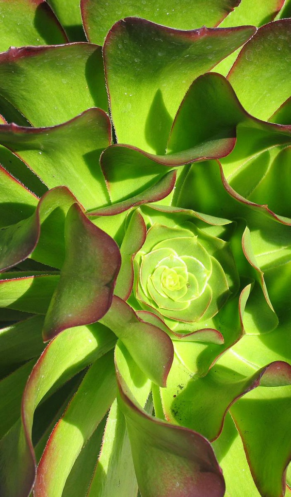 В саду красивые цветы эхеверия (эчеверия) 