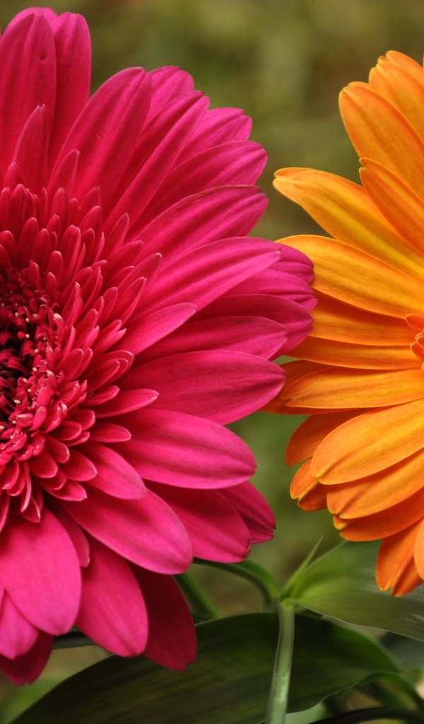 В саду красивые цветы гербера