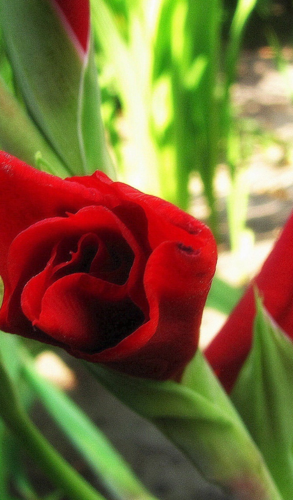 В саду красивые цветы гладиолус