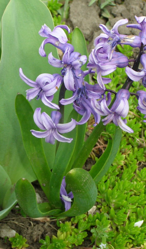 В саду красивые цветы гиацинты