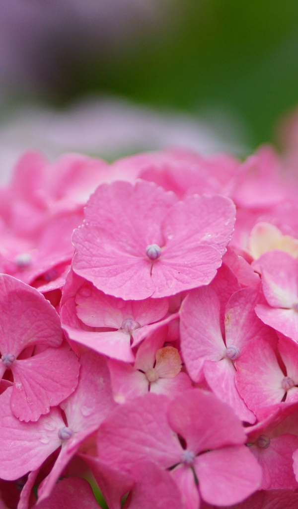 В саду красивые цветы гортензия