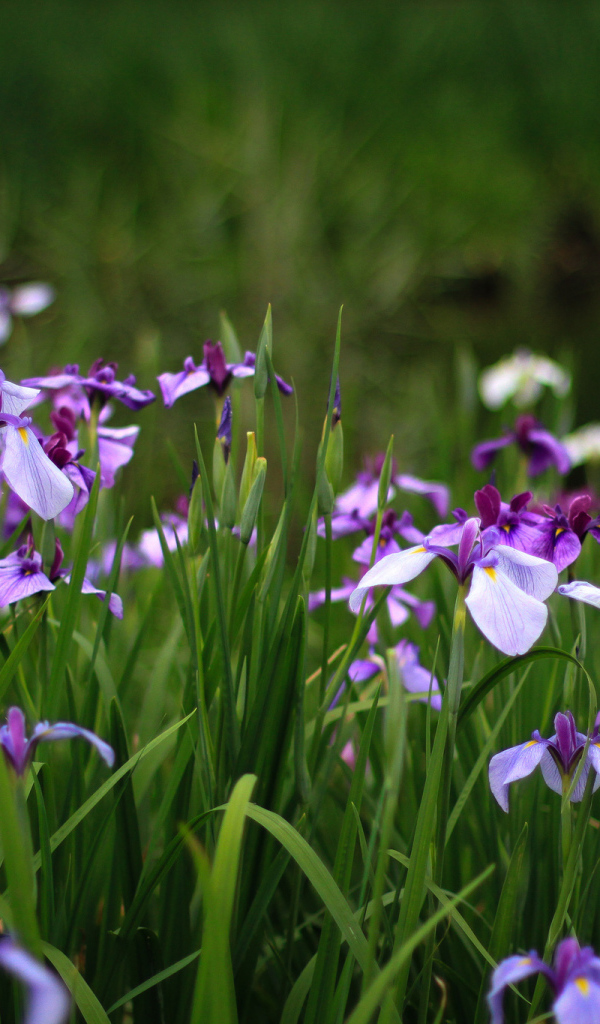 В саду красивые цветы ирисы