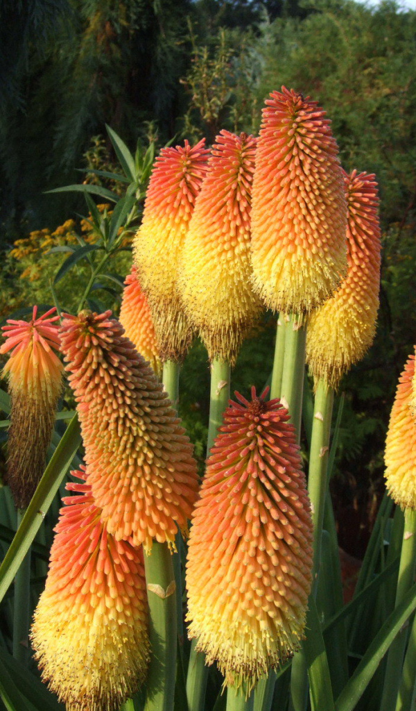 В саду красивые цветы кникофия