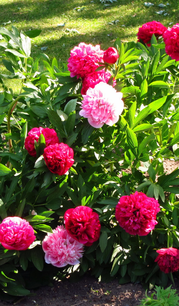 В саду красивые цветы пионы