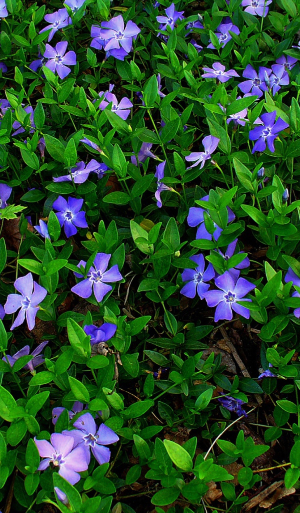 В саду красивые цветы барвинок