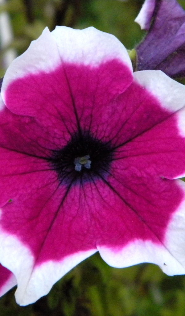 В саду красивые цветы петуния