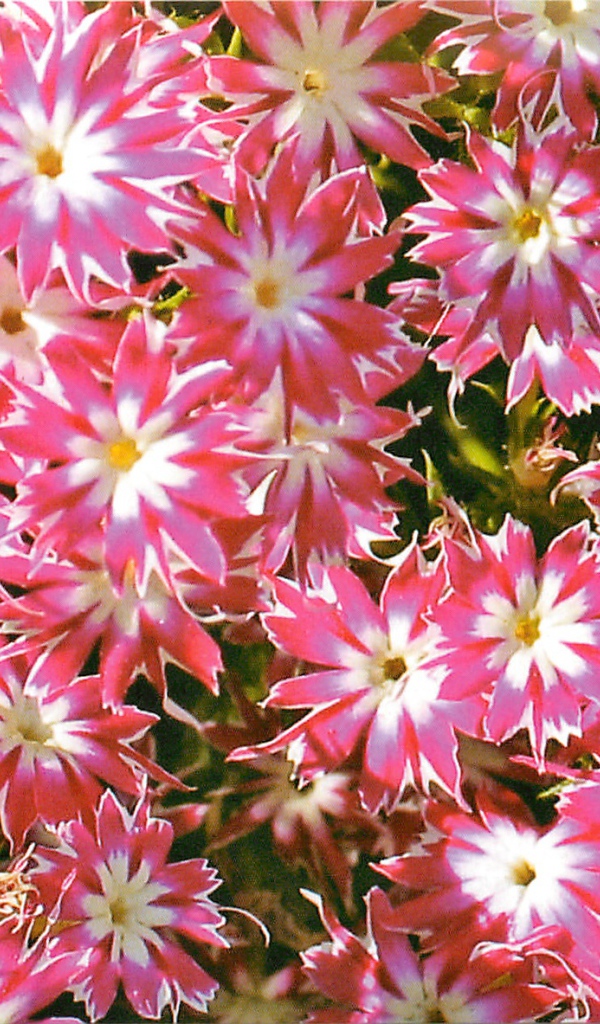 В саду красивые цветы флокс