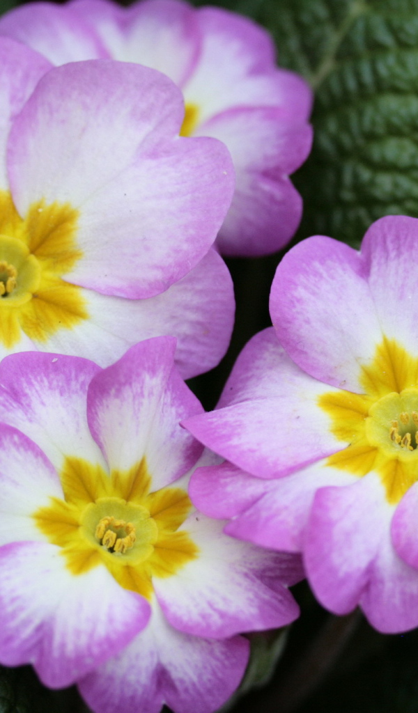 В саду красивые цветы примула