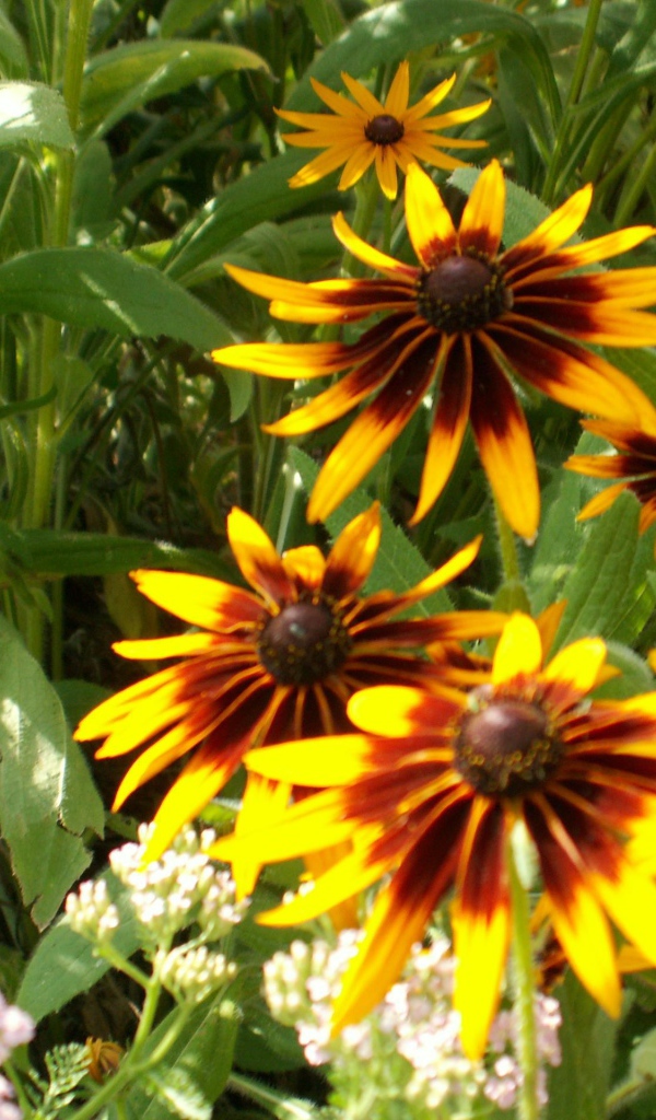 В саду красивые цветы рудбекия