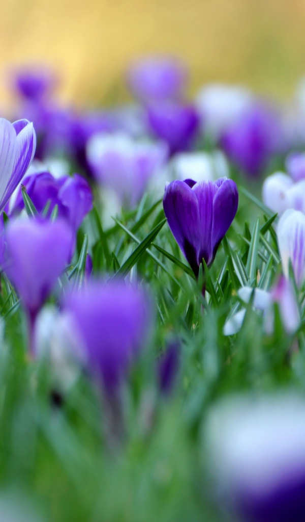 В саду красивые цветы шафран