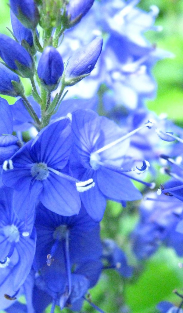 В саду красивые цветы вероника