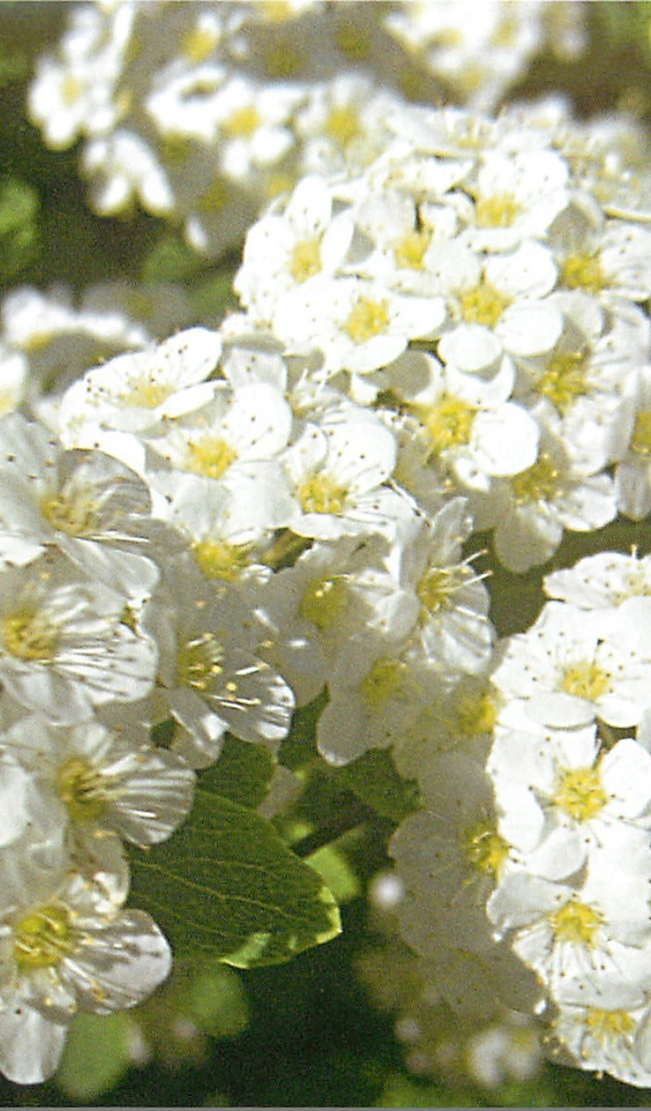 В саду красивые цветы спирея