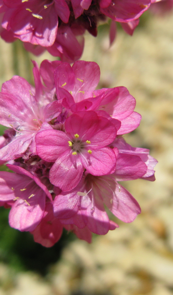 В саду красивые цветы армерия
