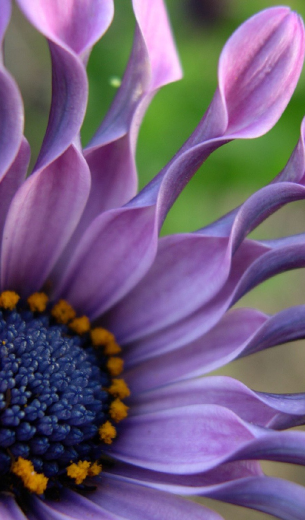 В саду красивые цветы венидиум