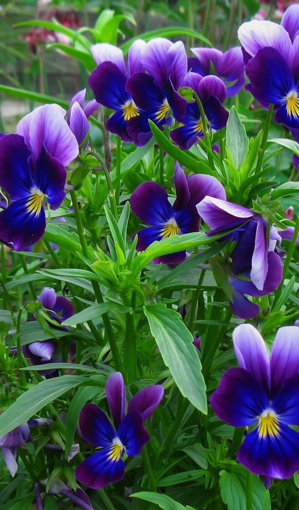 В лесу весенние цветы анютины глазки