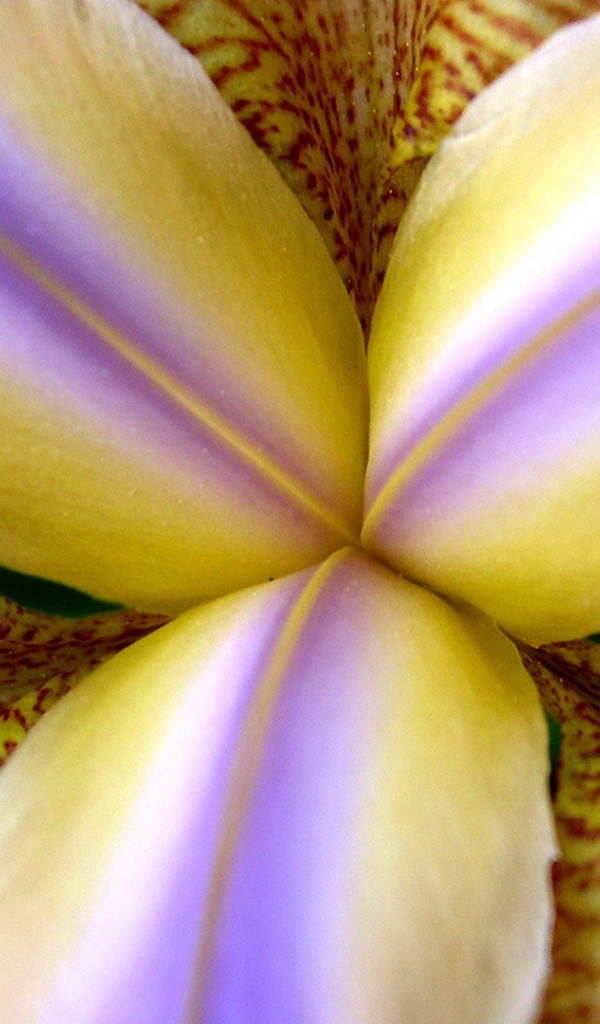 Внутри бутона ириса