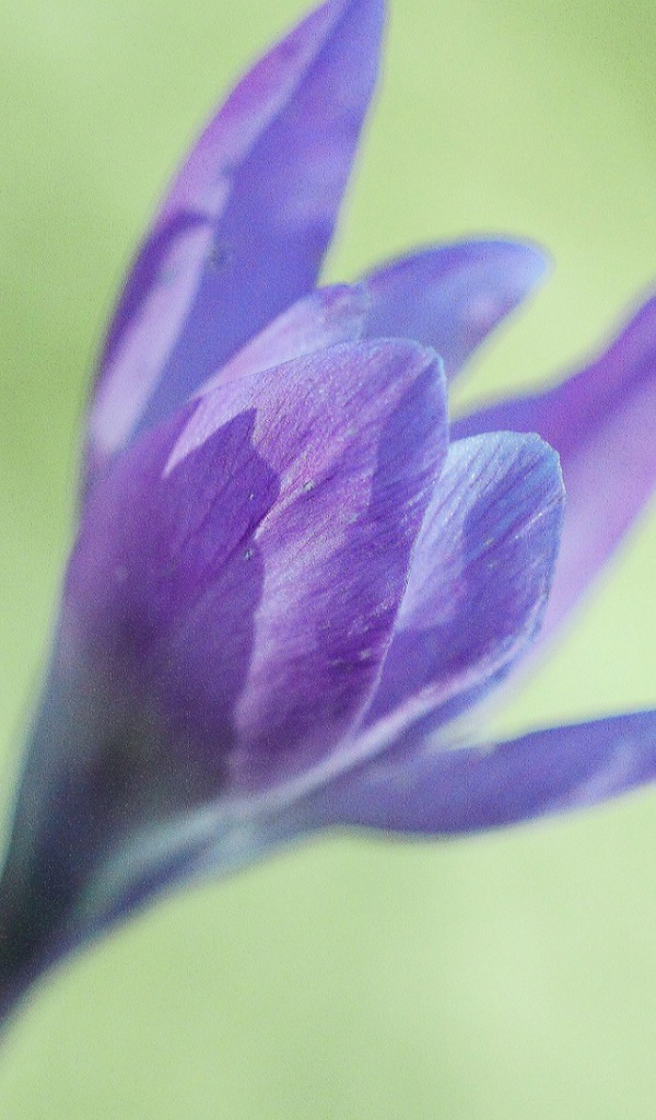 Интересный цветок