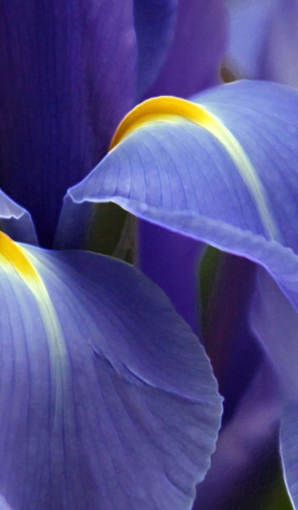 Цветок ириса вблизи
