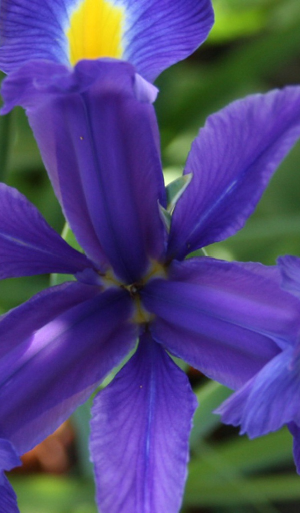 Цветок ириса во всей красе