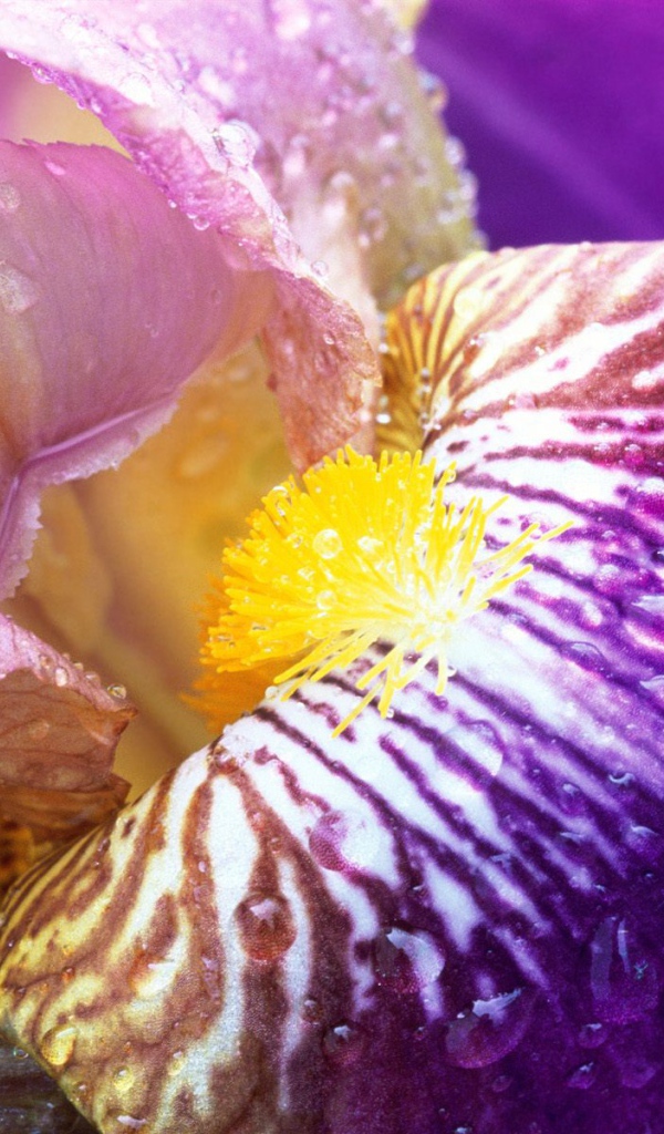 Ирис в лучах солнца