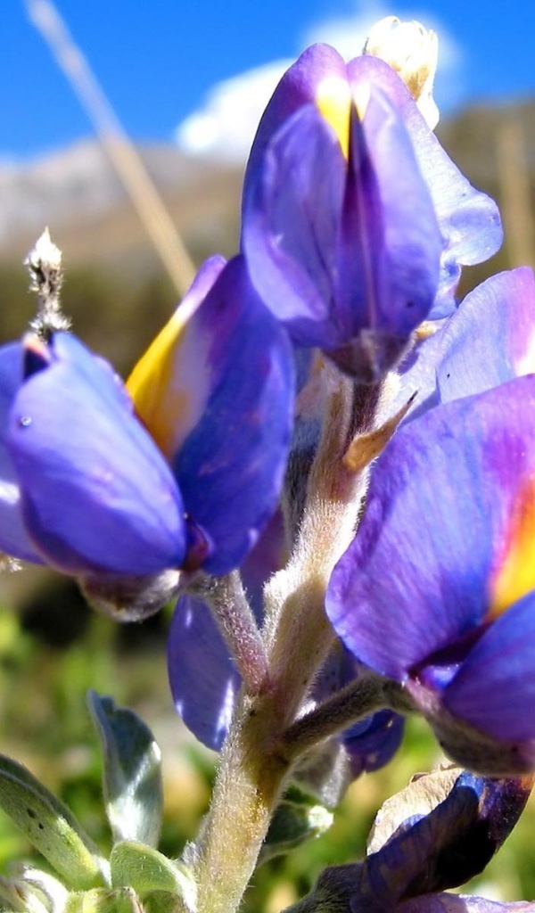 Ирисы на фоне скалы