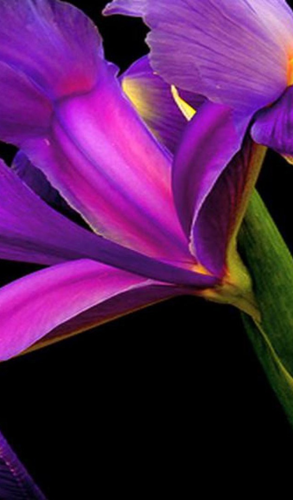 Ирис на черном фоне