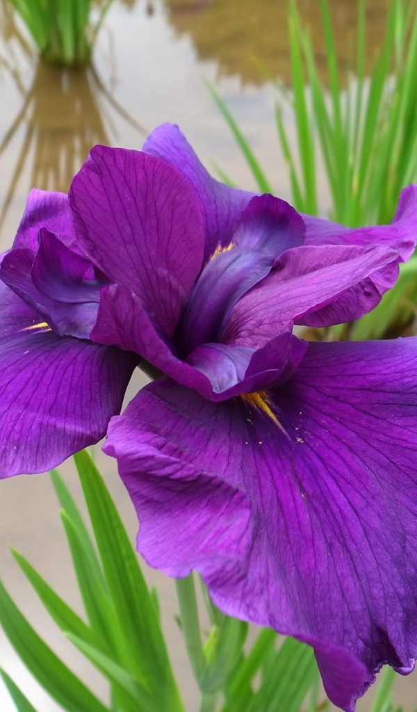 Ирис над водой