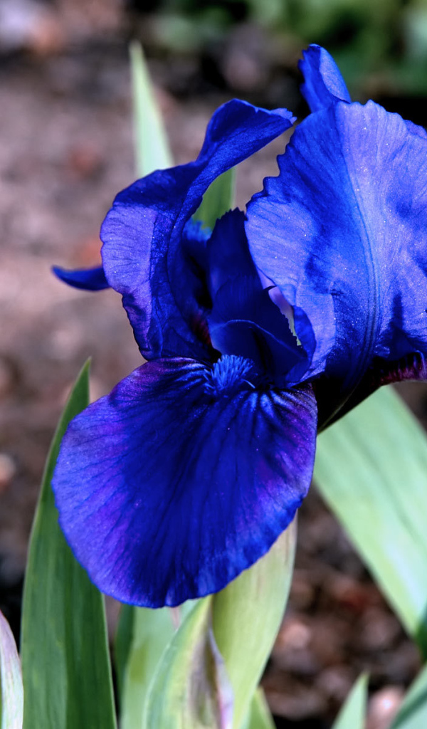 Irises in the Garden