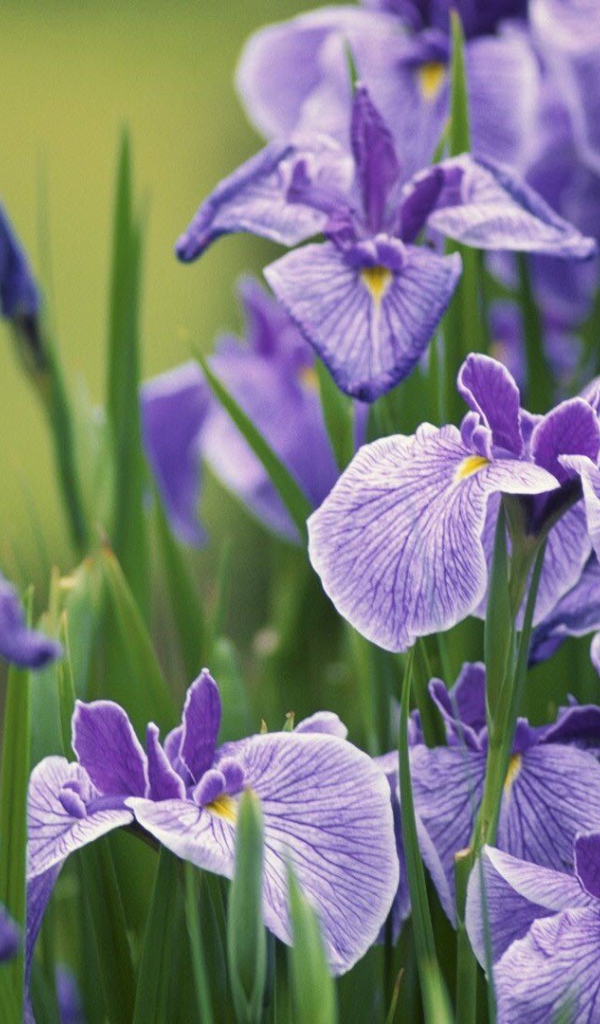 Ирисы на клумбе