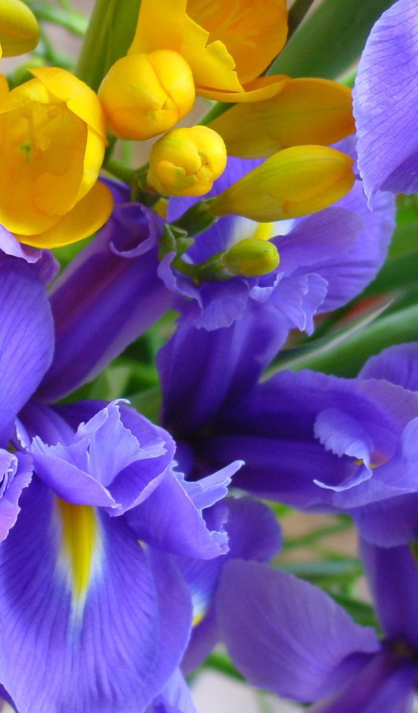 Ирисы среди желтых цветов