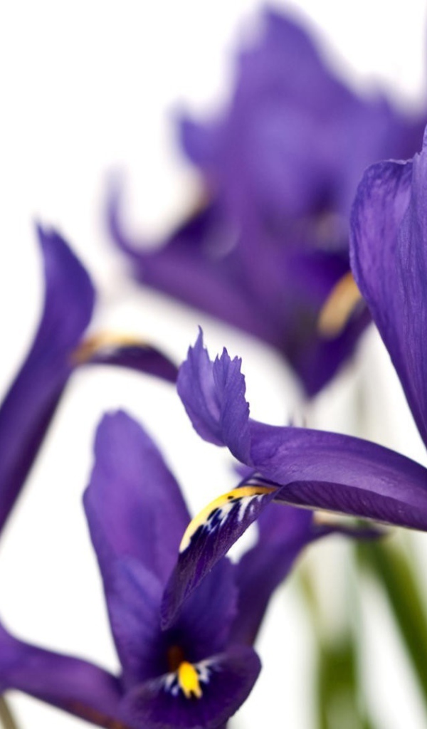 Ирисы на белом фоне