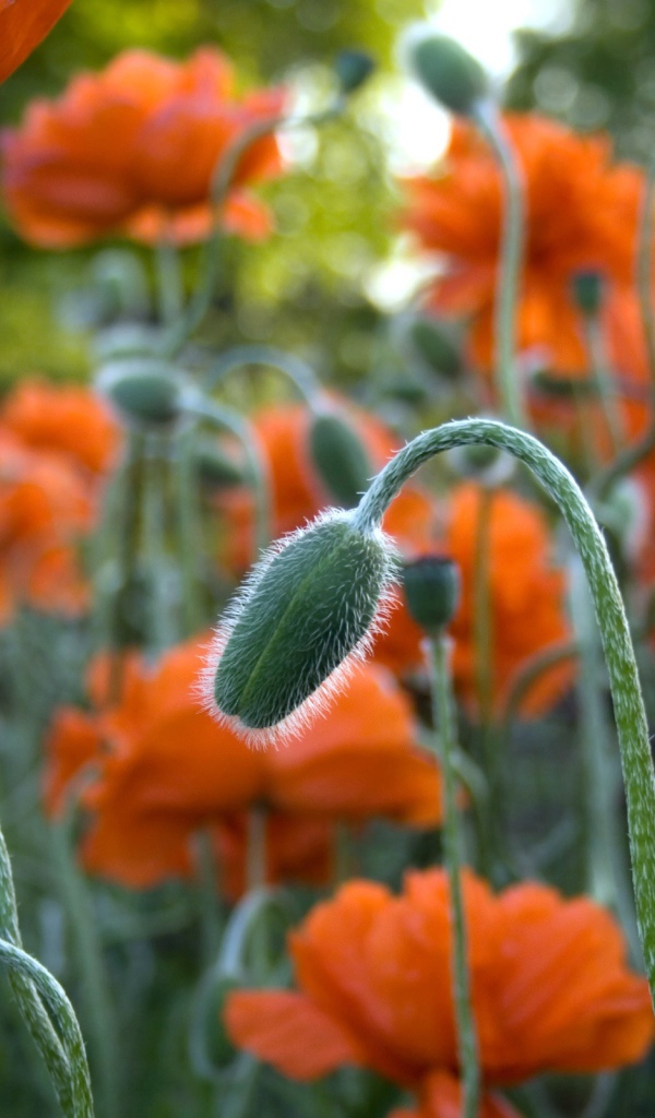 Цветы в Джексон парке