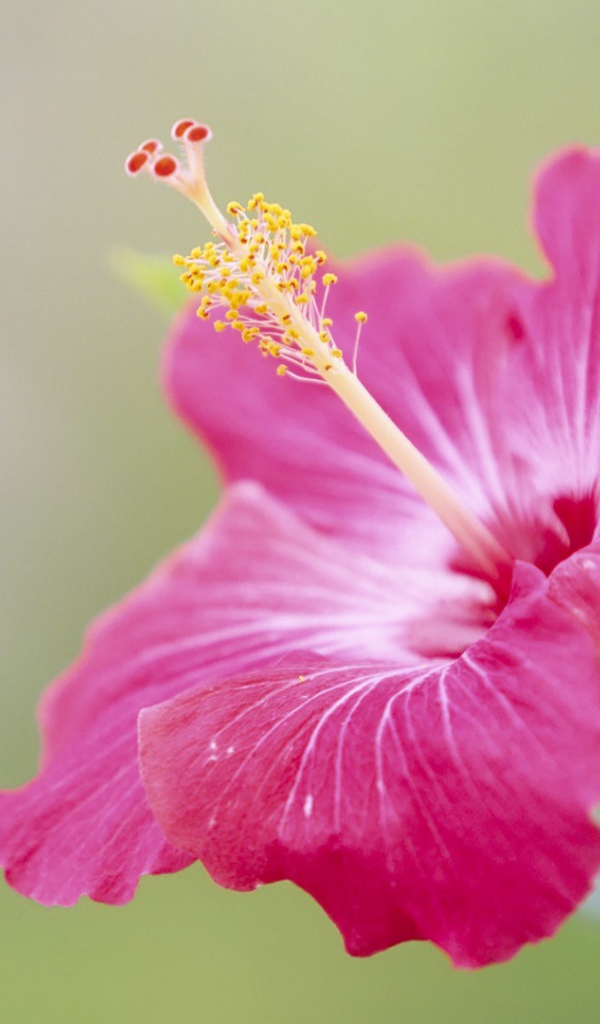 Японский хибискус