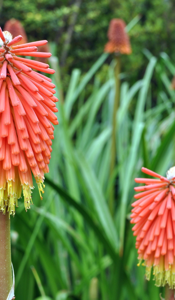 Садовые цветы кникофия на дачном участке
