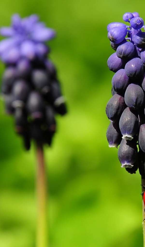 Божья коровка на прелестных цветах гиацинт